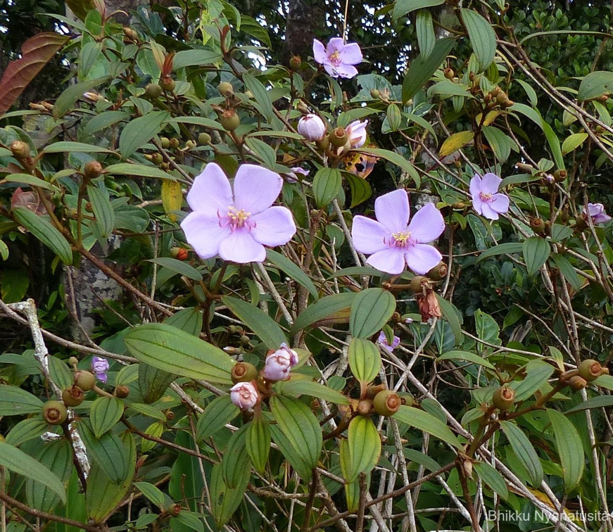 Melastoma malabathricum L.